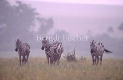 Steppenzebra - Zum Vergroessern klicken!