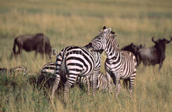 Steppenzebra Paar - Zum Vergroessern klicken!