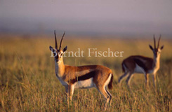 Thomsongazelle - Zum Vergroessern klicken!