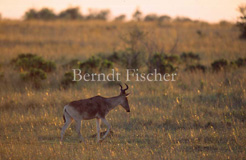 Topi Antilope - Zum Vergroessern klicken!