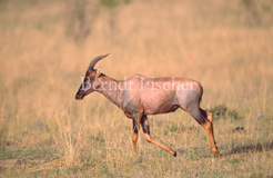 Topi Antilope  - Zum Vergroessern klicken!
