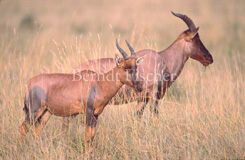 Topi Antilope  - Zum Vergroessern klicken!