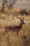 Impala Antilope Bock - Zum Vergroessern klicken!