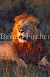 Lwe - Zum Vergroessern klicken!