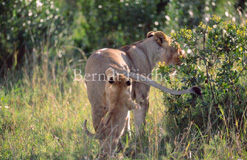 Lwe - Zum Vergroessern klicken!