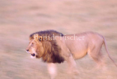 Lwe - Zum Vergroessern klicken!