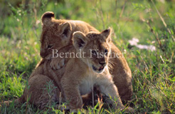 L�we - Zum Vergroessern klicken!