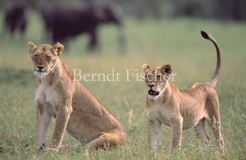 L�we - Zum Vergroessern klicken!