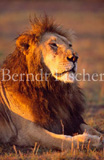 Lwe - Zum Vergroessern klicken!