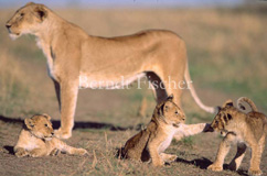 Lwe - Zum Vergroessern klicken!