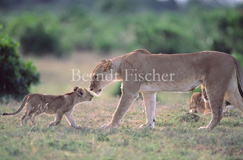 Lwe - Zum Vergroessern klicken!
