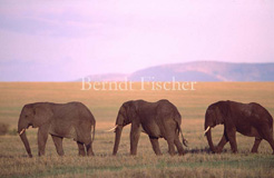 Afrikanischer Elefant - Zum Vergroessern klicken!