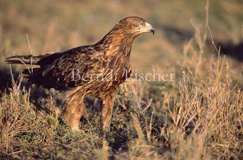 Savannenadler - Zum Vergroessern klicken!