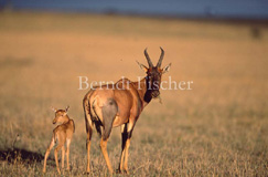 Topi Antilope  - Zum Vergroessern klicken!
