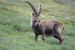 Alpensteinbock - Zum Vergroessern klicken!