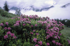 Alpenrose Alpenblumen  - Zum Vergroessern klicken!