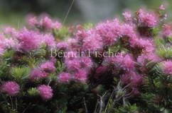 Alpenrose Alpenblumen  - Zum Vergroessern klicken!