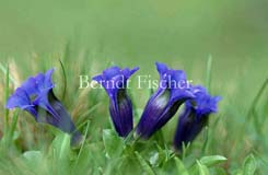 Stengelloser Enzian - Zum Vergroessern klicken!