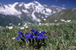 Frhlingsenzian - Zum Vergroessern klicken!