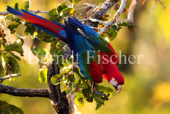 Grnflgelara Roter Ara Papagei  - Zum Vergroessern klicken!
