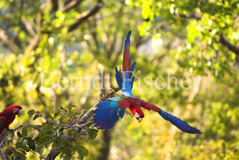Grnflgelara Roter Ara Papagei  - Zum Vergroessern klicken!