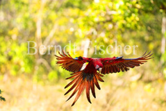 Grnflgelara Roter Ara Papagei  - Zum Vergroessern klicken!