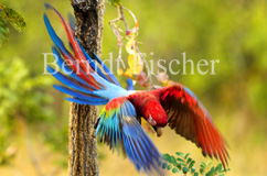 Grünflügelara Roter Ara Papagei  - Zum Vergroessern klicken!
