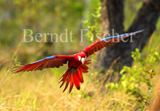 Gr�nfl�gelara Roter Ara Papagei  - Zum Vergroessern klicken!