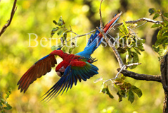 Grnflgelara Roter Ara Papagei  - Zum Vergroessern klicken!