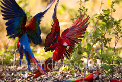 Grünflügelara Roter Ara Papagei - Zum Vergroessern klicken!