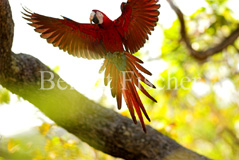 Grünflügelara Roter Ara Papagei - Zum Vergroessern klicken!