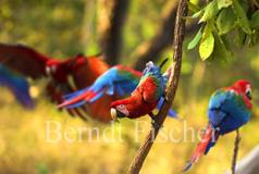 Grnflgelara Roter Ara Papagei  - Zum Vergroessern klicken!