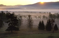 Sonnenaufgang, Bume, Nebel - Zum Vergroessern klicken!