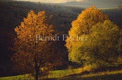 Bume, Weideland - Zum Vergroessern klicken!
