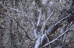 Pflaumenbaum, Wildpflaume - Zum Vergroessern klicken!