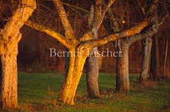 Apfelbaum - Zum Vergroessern klicken!