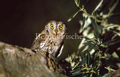 Zwergohreule - Zum Vergroessern klicken!