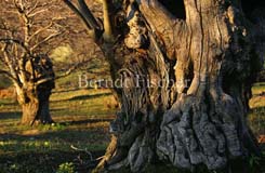 Edelkastanienwald Baumveteranen - Zum Vergroessern klicken!