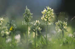 Holunder-Knabenkraut Orchidee - Zum Vergroessern klicken!