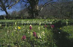Holunder-Knabenkraut Orchidee - Zum Vergroessern klicken!