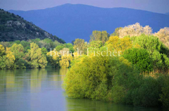 Bojana Buna Grenzfluss Auwald - Zum Vergroessern klicken!
