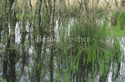 Bojana Buna Insel Ada Sumpfwald - Zum Vergroessern klicken!