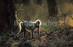 Hanuman-Langur im Wald - Zum Vergroessern klicken!