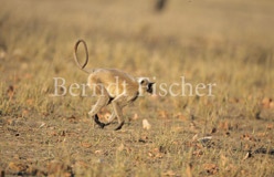 Hanuman-Langur springend - Zum Vergroessern klicken!