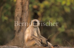 Hanuman-Langur auf dem Boden sitzend - Zum Vergroessern klicken!