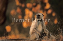 Hanuman-Langur im Abendlicht - Zum Vergroessern klicken!