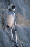 Hanuman-Langur sitzt auf Fels - Zum Vergroessern klicken!