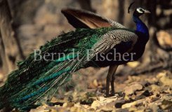 Pfau mit Gefieder-Schleppe - Zum Vergroessern klicken!
