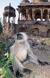 Hanuman-Langur vor altem Hindu-Tempel - Zum Vergroessern klicken!