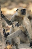 Hanuman-Langur mit Jungtier - Zum Vergroessern klicken!